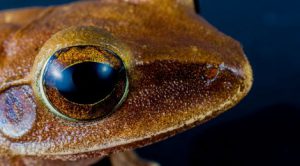 tree-frog-291894_1920